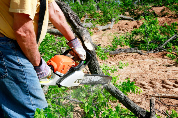 The Steps Involved in Our Tree Care Process in Valatie, NY